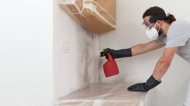 Professional Basement Mold Remediation technician working in Edgewood, WA