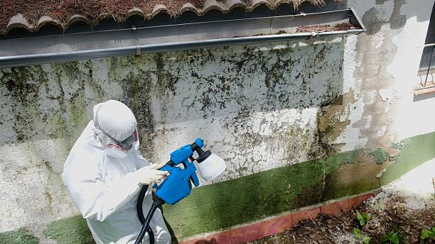 Top rated local Basement Mold Remediation specialists in Edgewood, WA